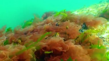 Kırmızı algler (Porphira leucosticta, Seramium sp., Enteromorpha sp.) Karadeniz 'deki kayalıklarda