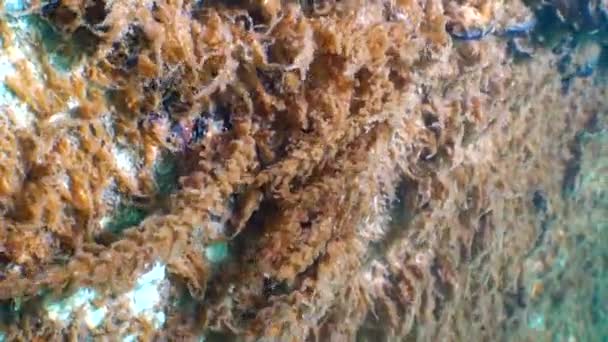 Fauna Del Mar Nero Idroidi Obelia Celenterati Mar Nero — Video Stock