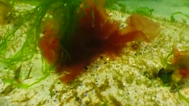 Rode Algen Porphira Leucosticta Ceramium Enteromorpha Rotsen Zwarte Zee — Stockvideo