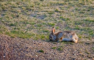 Vahşi tavşan tarlada otluyor. Kuzey Dakota.