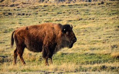 Amerikan bizonu veya bizonu (Bizon bizonu). Theodore Roosevelt Ulusal Parkı, Kuzey Dakota 