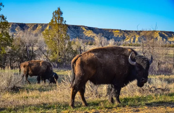 Bisonte Americano Búfalo Bisonte Bisonte Parque Nacional Theodore Roosevelt Dakota — Foto de Stock