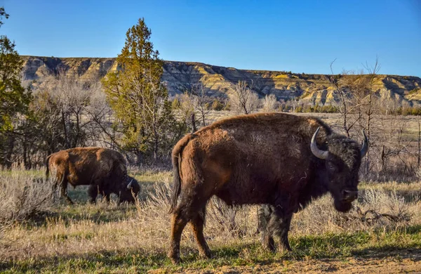 Bisonte Americano Búfalo Bisonte Bisonte Parque Nacional Theodore Roosevelt Dakota — Foto de Stock