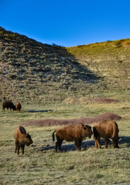 Bison Amérique Buffle Bison Bison Parc National Theodore Roosevelt Dakota — Photo