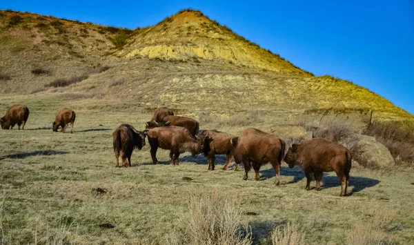 Bisonte Americano Búfalo Bisonte Bisonte Parque Nacional Theodore Roosevelt Dakota — Foto de Stock