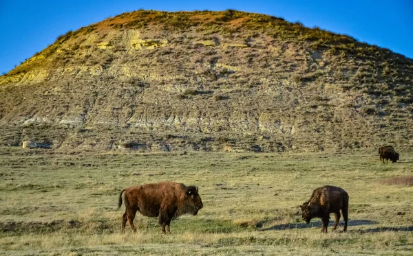 美洲野牛或水牛 北达科他州西奥多 罗斯福国家公园 — 图库照片