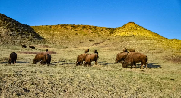 Bisonte Americano Búfalo Bisonte Bisonte Parque Nacional Theodore Roosevelt Dakota — Foto de Stock