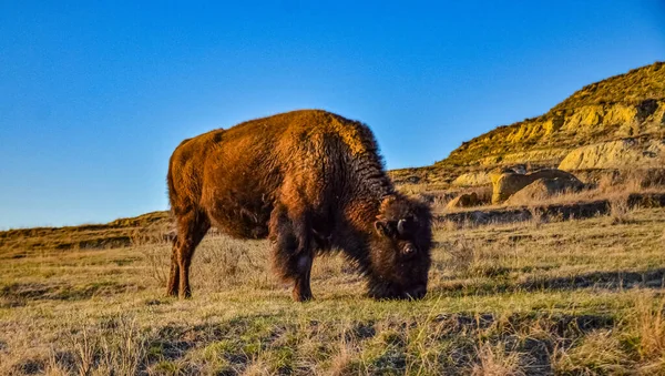 Bisonte Americano Búfalo Bisonte Bisonte Parque Nacional Theodore Roosevelt Dakota — Foto de Stock