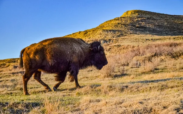 美洲野牛或水牛 北达科他州西奥多 罗斯福国家公园 — 图库照片