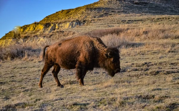 Bisonte Americano Búfalo Bisonte Bisonte Parque Nacional Theodore Roosevelt Dakota — Foto de Stock