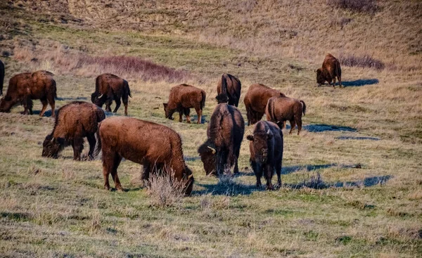 Amerikaanse Bizons Buffels Bizons Het Theodore Roosevelt National Park North — Stockfoto