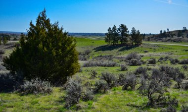 Tepelerdeki yeşil çam ağaçları Montana 'daki dağların arasındaki bir vadide, ABD