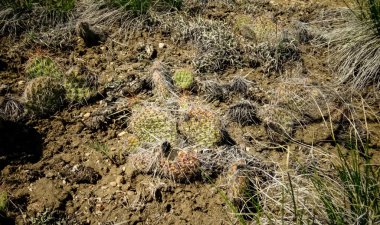 Armut dikenli kaktüs (Opuntia sp.) Dağların eteklerinde, Montana Kaktüsü, ABD.