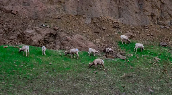 Bighorn Sheep Ovis Canadensis Comer Grama Verde Encostas Montanha Montana — Fotografia de Stock