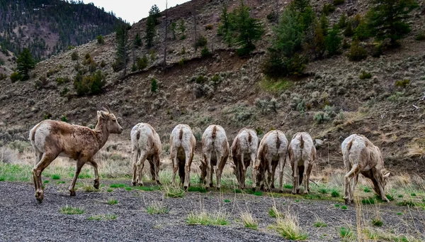 Bighorn Sheep Ovis Canadensis Comer Grama Verde Encostas Montanha Montana — Fotografia de Stock