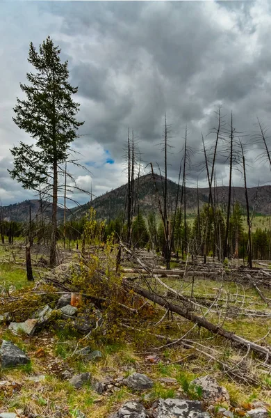 Forêt Conifères Rétablit Après Incendie Troncs Pin Épinette Brûlés Contre — Photo