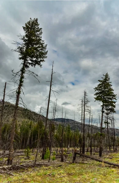 Forêt Conifères Rétablit Après Incendie Troncs Pin Épinette Brûlés Contre — Photo