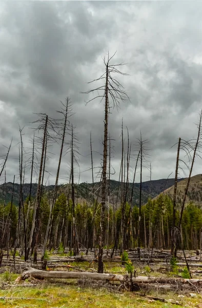 Forêt Conifères Rétablit Après Incendie Troncs Pin Épinette Brûlés Contre — Photo