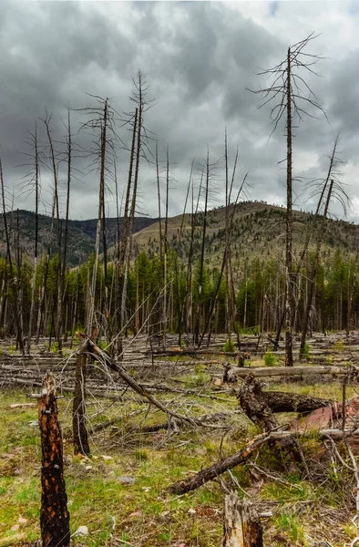 Forêt Conifères Rétablit Après Incendie Troncs Pin Épinette Brûlés Contre — Photo