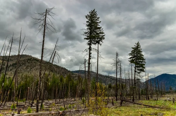 Forêt Conifères Rétablit Après Incendie Troncs Pin Épinette Brûlés Contre — Photo