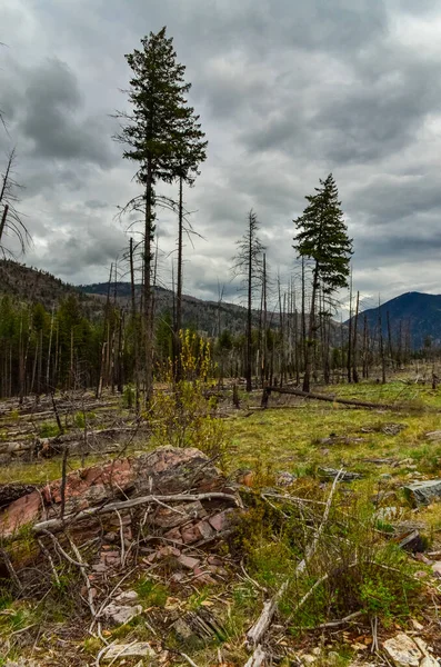 Forêt Conifères Rétablit Après Incendie Troncs Pin Épinette Brûlés Contre — Photo