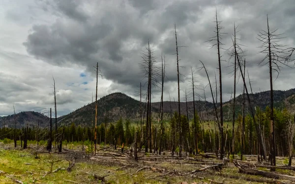 Forêt Conifères Rétablit Après Incendie Troncs Pin Épinette Brûlés Contre — Photo