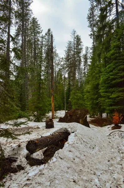 Karlı Orman Ormandaki Ağaçların Altında Eriyen Kirli Kar Orman Manzarası — Stok fotoğraf