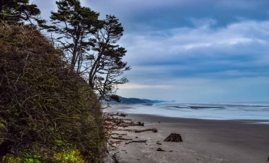 Olimpiyat, Ulusal Park, Washington, ABD 'de Pasifik Okyanusu' nda dalgaların çekildiği yerde devrilmiş ağaç gövdeleri.