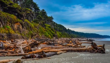 Olimpiyat, Ulusal Park, Washington, ABD 'de Pasifik Okyanusu' nda dalgaların çekildiği yerde devrilmiş ağaç gövdeleri.