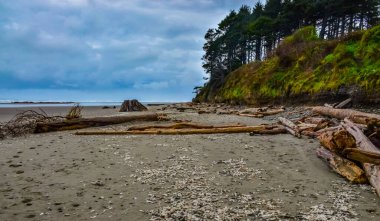 Olimpiyat, Ulusal Park, Washington, ABD 'de Pasifik Okyanusu' nda dalgaların çekildiği yerde devrilmiş ağaç gövdeleri.