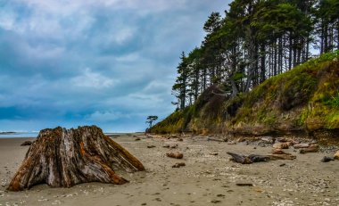 Olimpiyat, Ulusal Park, Washington, ABD 'de Pasifik Okyanusu' nda dalgaların çekildiği yerde devrilmiş ağaç gövdeleri.