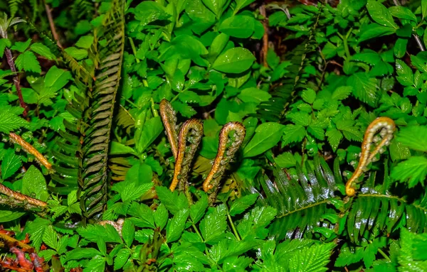 Eğreltiotları Diğer Orman Bitkileri Pasifik Okyanusu Kıyısındaki Olympic National Park — Stok fotoğraf