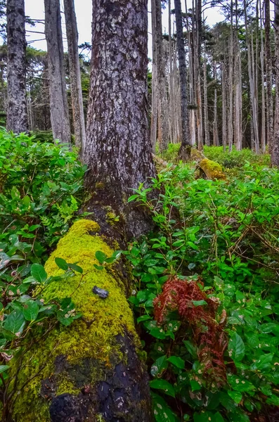 Moos Und Flechten Auf Einem Baumstamm Einem Wald Pazifik Olympic — Stockfoto