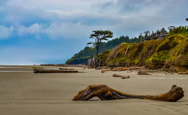 Stämme Umgestürzter Bäume Bei Ebbe Auf Dem Pazifik Olympic Nationalpark — Stockfoto