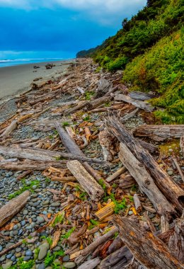 Olimpiyat, Ulusal Park, Washington, ABD 'de Pasifik Okyanusu' nda dalgaların çekildiği yerde devrilmiş ağaç gövdeleri.