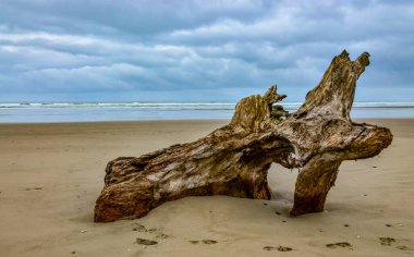 Olimpiyat, Ulusal Park, Washington, ABD 'de Pasifik Okyanusu' nda dalgaların çekildiği yerde devrilmiş ağaç gövdeleri.