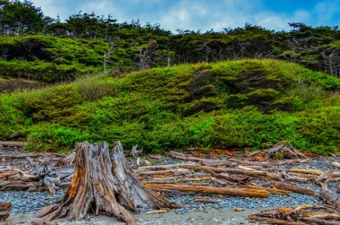 Olimpiyat, Ulusal Park, Washington, ABD 'de Pasifik Okyanusu' nda dalgaların çekildiği yerde devrilmiş ağaç gövdeleri.