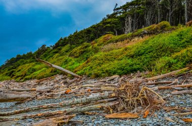 Olimpiyat, Ulusal Park, Washington, ABD 'de Pasifik Okyanusu' nda dalgaların çekildiği yerde devrilmiş ağaç gövdeleri.