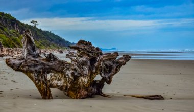 Olimpiyat, Ulusal Park, Washington, ABD 'de Pasifik Okyanusu' nda dalgaların çekildiği yerde devrilmiş ağaç gövdeleri.