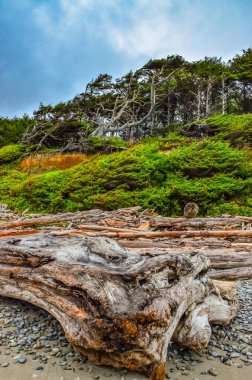 Olimpiyat, Ulusal Park, Washington, ABD 'de Pasifik Okyanusu' nda dalgaların çekildiği yerde devrilmiş ağaç gövdeleri.