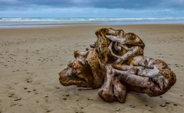 Olimpiyat, Ulusal Park, Washington, ABD 'de Pasifik Okyanusu' nda dalgaların çekildiği yerde devrilmiş ağaç gövdeleri.