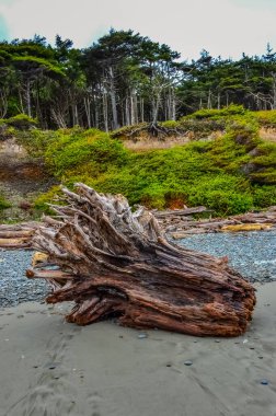 Olimpiyat, Ulusal Park, Washington, ABD 'de Pasifik Okyanusu' nda dalgaların çekildiği yerde devrilmiş ağaç gövdeleri.