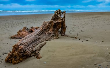 Olimpiyat, Ulusal Park, Washington, ABD 'de Pasifik Okyanusu' nda dalgaların çekildiği yerde devrilmiş ağaç gövdeleri.