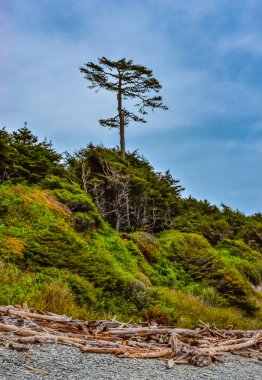Olimpiyat Ulusal Parkı, Washington 'daki Pasifik kıyısında uzun kozalaklı ağaçlar.
