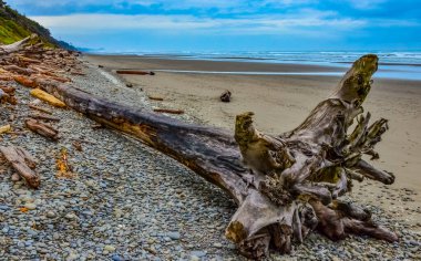 Olimpiyat, Ulusal Park, Washington, ABD 'de Pasifik Okyanusu' nda dalgaların çekildiği yerde devrilmiş ağaç gövdeleri.