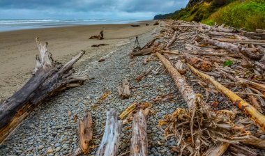 Olimpiyat, Ulusal Park, Washington, ABD 'de Pasifik Okyanusu' nda dalgaların çekildiği yerde devrilmiş ağaç gövdeleri.