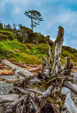 Olimpiyat, Ulusal Park, Washington, ABD 'de Pasifik Okyanusu' nda dalgaların çekildiği yerde devrilmiş ağaç gövdeleri.