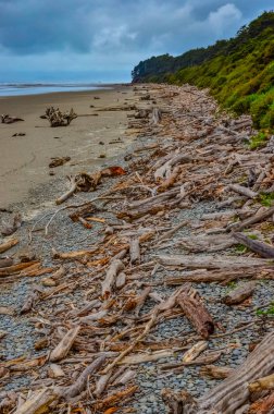 Olimpiyat, Ulusal Park, Washington 'da Pasifik Okyanusu' nda sular çekildiğinde devrilmiş ağaç gövdeleri.