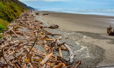 Olimpiyat, Ulusal Park, Washington 'da Pasifik Okyanusu' nda sular çekildiğinde devrilmiş ağaç gövdeleri.