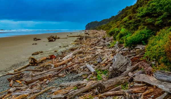 Trunks Fallen Trees Low Tide Pacific Ocean Olympic National Park — Stock Photo, Image